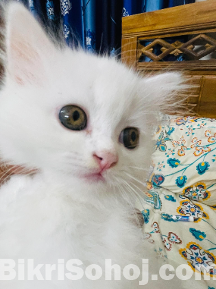 Traditional Persian Kittens